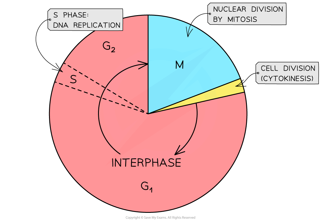<p>In the mitotic cell cycle, what is mitosis?</p>