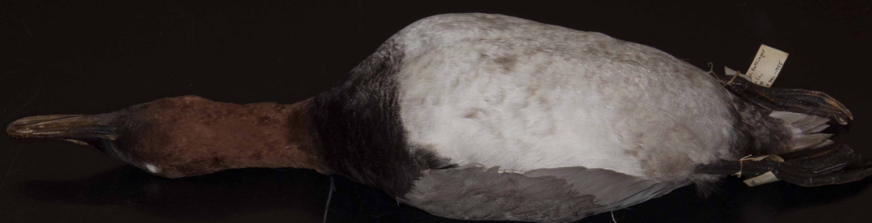 <p>(Canvasback)</p>