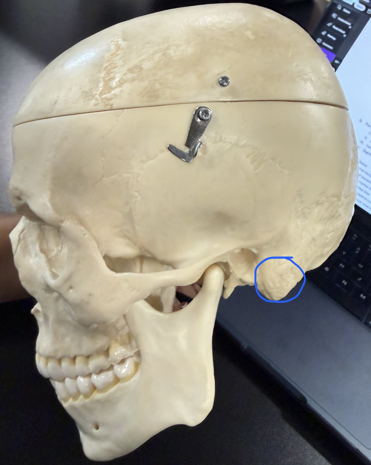 <p>middle ear infection can spread here (mastoiditis), then to meninges (meningitis); sternocleidomastoid attaches here</p>