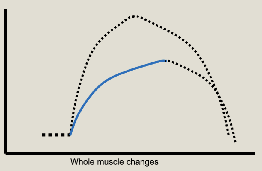 <p>Decrease in ratcheting; decrease in force; increase in contraction time</p>