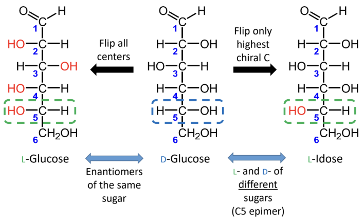 <p>For sugars with the same name, what is the relationship between the D and L forms?</p>