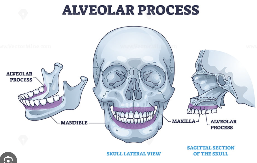 <p>what is the alveolar process? </p>