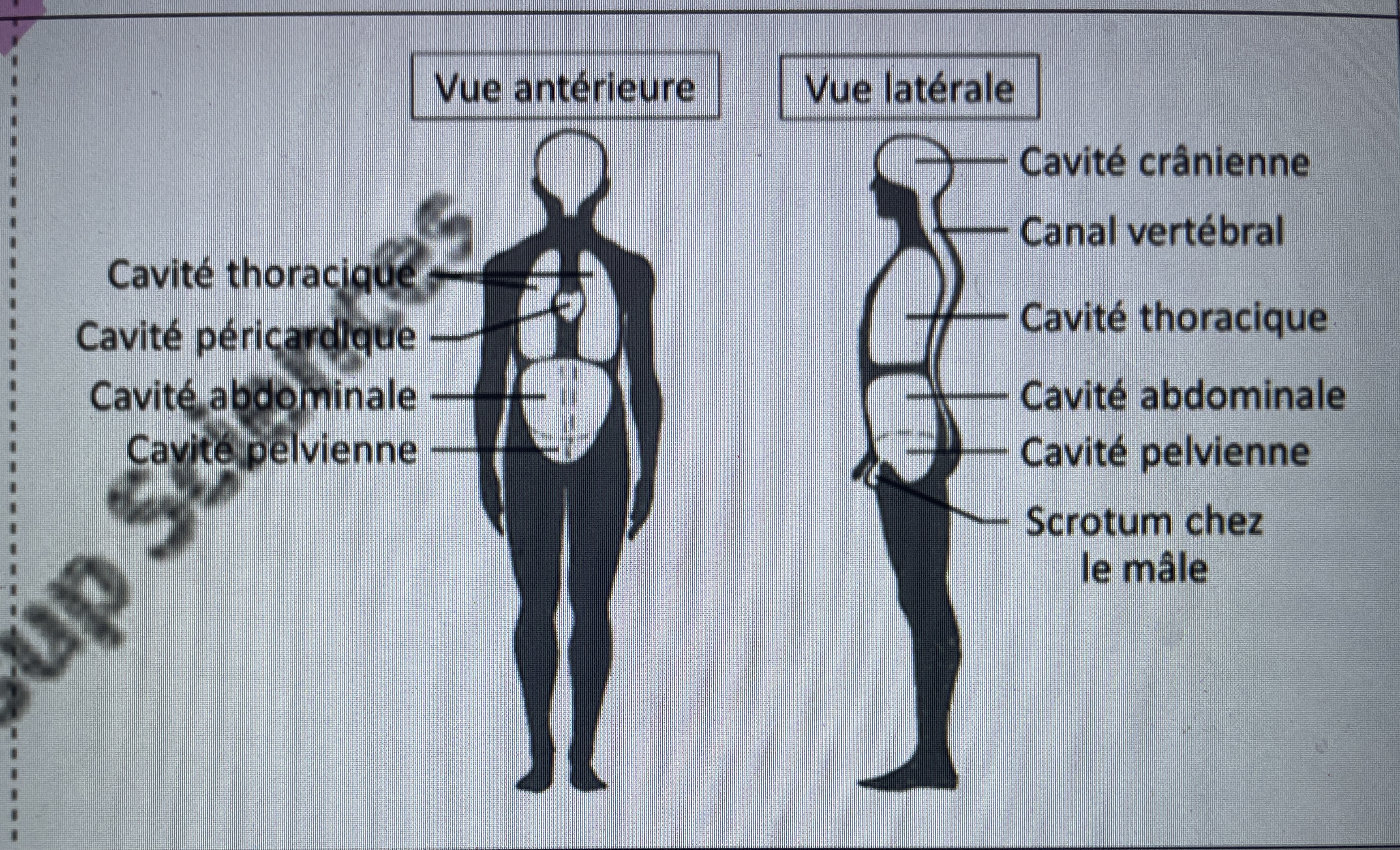 <ul><li><p>Cavité crânienne</p></li><li><p>Cavité thoracique</p></li><li><p>Cavité péricardiaque</p></li><li><p>Cavité abdominale</p></li><li><p>Cavité pelvienne</p></li></ul><p></p>
