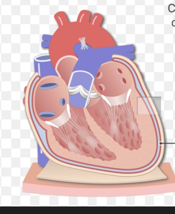 <p><span>double-layered sac around the heart; fibrous layer anchors the heart, serous layer (parietal + visceral/epicardium) lines heart and reduces friction with pericardial fluid.</span></p>