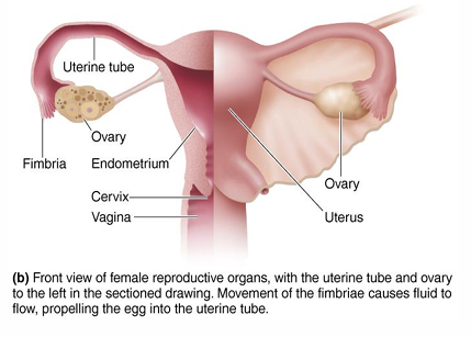 <p>Female Reproductive System (structure and function)</p>