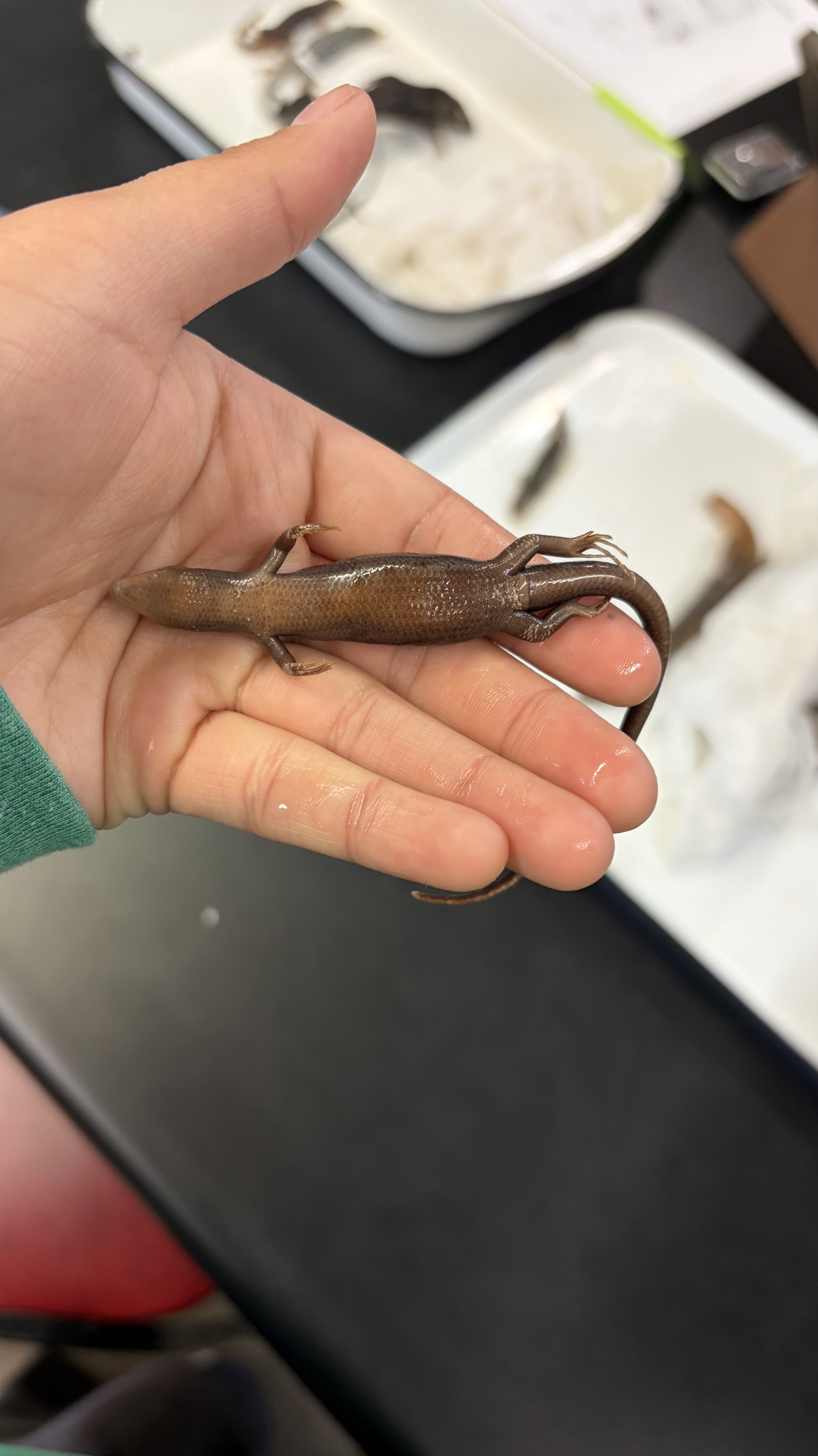 <ul><li><p>Squamata</p><ul><li><p>Scincomorpha</p><ul><li><p>Scincidae</p><ul><li><p><em>Plestiodon septentrionalis</em></p></li></ul></li></ul></li></ul></li></ul><p></p>