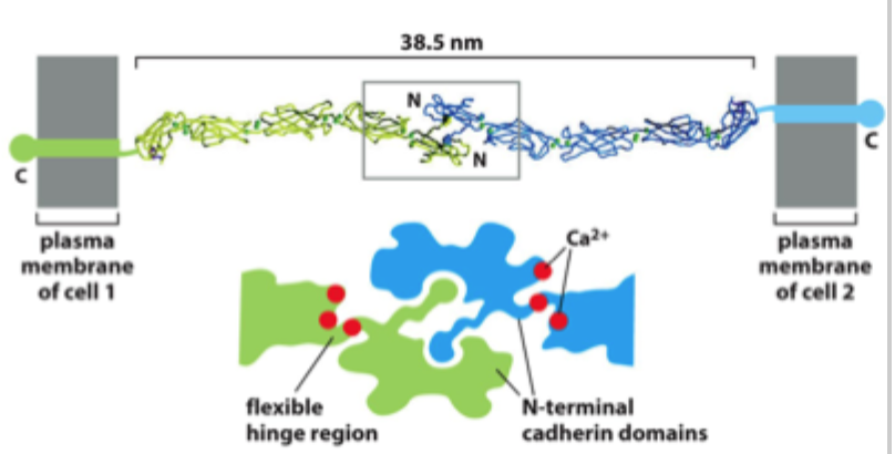 <p>Ca²⁺ stabiliserer de ekstracellulære domæner, så cadherinet holdes <strong>stift og funktionelt</strong>.</p>