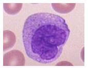 <p>Monocyte Function</p>