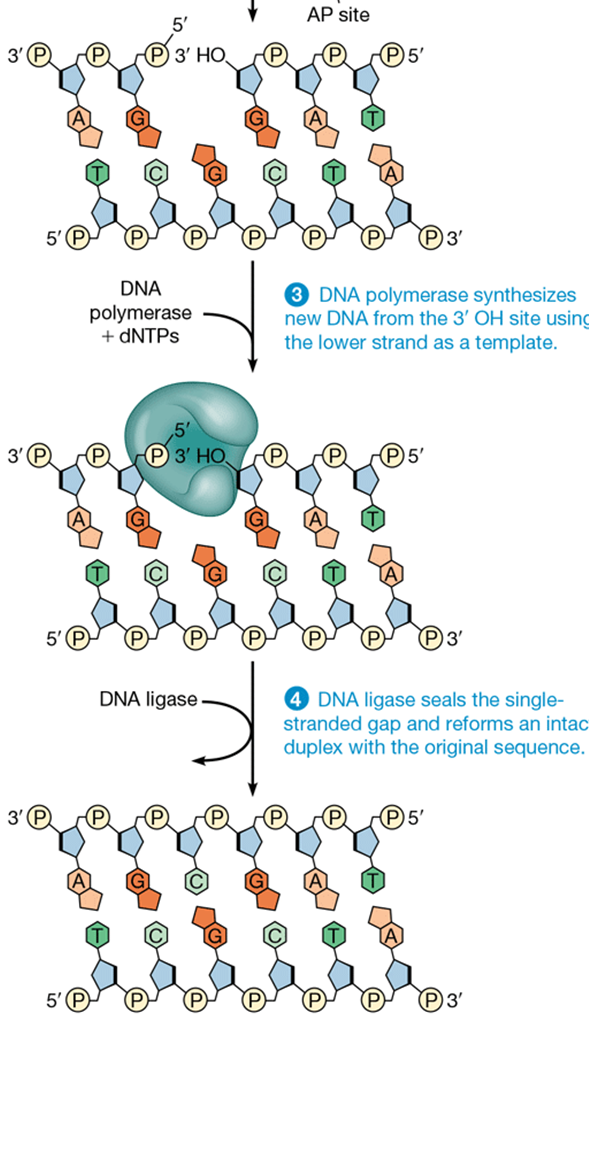 <p>corrects single damaged bases</p><p>DNA glycosylase detects damage and cleaves base</p>
