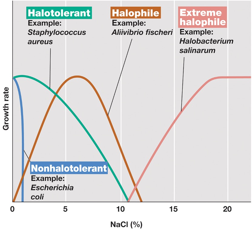 <ul><li><p><em>Halophiles: grow best at a <sub>w</sub> = 0.98 (seawater); have a specific requirement for NaCl (Table 4.6, Figure 4.27)</em></p></li><li><p><em>Halotolerant: tolerate some dissolved solutes but generally grow best in the absence of added solute</em></p></li><li><p><em>Extreme halophiles: require very high levels (15-30%) of NaCl; often unable to grow at lower concentrations</em></p></li></ul><p></p>