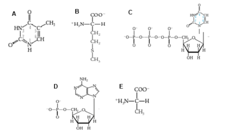 <p>Which diagram shows a nucleotide with a purine base?</p>
