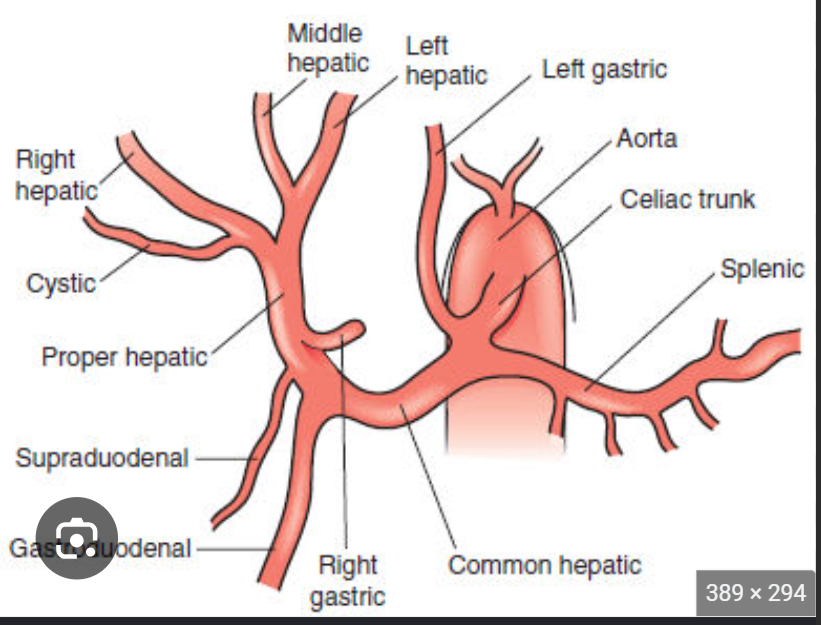 <ul><li><p>Gastroduodenal artery</p></li><li><p>Proper hepatic artery</p></li><li><p>Right gastric artery</p></li></ul><p></p>