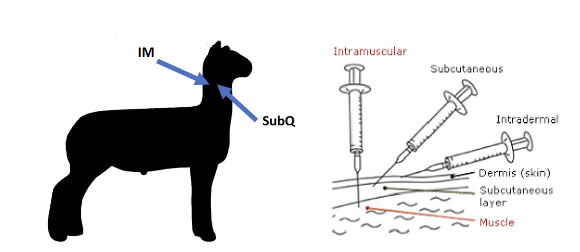 <ul><li><p>common routes are IV, IM, and SubQ</p><ul><li><p>IV = into the vein </p></li><li><p>IM = into the muscle </p></li><li><p>SubQ = into the skin </p></li></ul></li><li><p>most common reason is to prevent disease or treat medical conditions/diseases</p></li><li><p>Flick the needle to remove air bubbles </p></li><li><p>insert and pull needle back to make sure you didn’t hit a blood vessel </p></li><li><p>given in the neck to prevent damage to valuable meat cuts in market </p></li></ul><p></p>