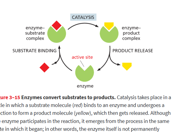 <p>catalyzes or accelerates reactions molecules can undergo, lowers activ. energy</p><ul><li><p>highly specific/selective</p></li><li><p>remain unchanged after helping in a rxn</p></li></ul><p></p>