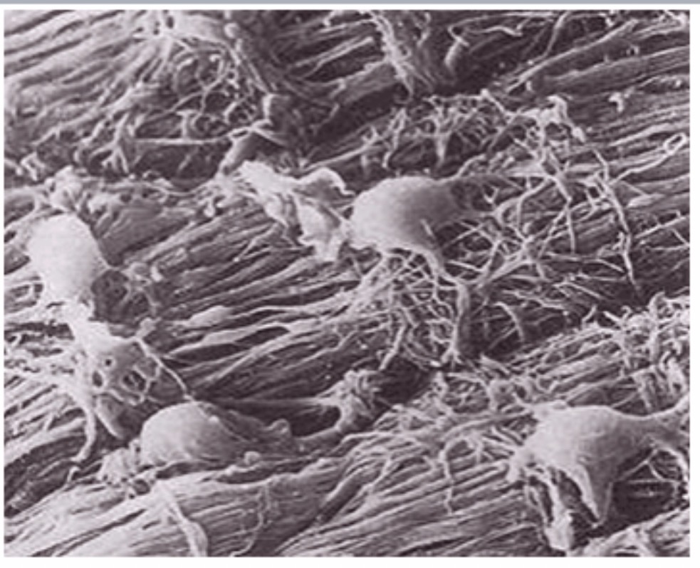 <p>Oligodendrocyte: Function: <span>Form myelin sheath in the CNS. Insulation of axons </span></p>