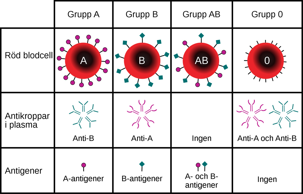 <ol><li><p><strong>Vilka antigen de</strong> <strong><mark data-color="#f0e0ff" style="background-color: rgb(240, 224, 255); color: inherit;">röda blodkropparna</mark> har på sin yta och </strong><span style="color: rgb(0, 0, 0);"><strong>vilka antikroppar blodplasman då har (</strong></span><strong>Det är när antikropparna stöter på fel antigen som farliga reaktioner sker.)</strong></p></li></ol><ul><li><p><span style="background-color: transparent;"><u>De har antikroppar för de antigenen de inte har:</u></span></p><ul><li><p>ex har A antigen <=> har antikropp mot B-antigen</p></li><li><p>ex har A och B antigen <=> har inga antikroppar för då hade de koagulerat sitt blod</p></li><li><p>O- blod kan ges till alla</p></li><li><p>AB+ kan ta emot blod av alla</p></li></ul></li></ul><ol start="2"><li><p><strong>RH-faktorn</strong></p></li></ol><ul><li><p><u>är också proteiner som sitter på ytan av våra röda blodkroppar</u></p><ul><li><p>om man har RH faktorn => RH+</p></li><li><p>om man inte har RH faktorn => RH-</p></li></ul></li></ul><p></p>