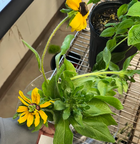 <ul><li><p>daisy like flower</p><ul><li><p>center button is raised</p></li></ul></li></ul><p></p>