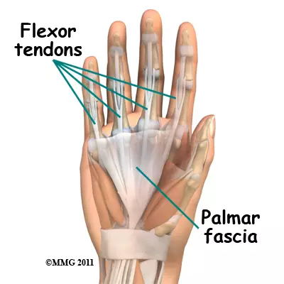 <p>Palmar fascia</p>