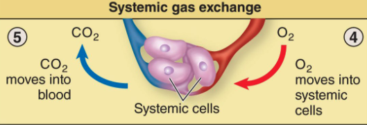<ul><li><p>Exchange of gases between blood &amp; systemic cells. <span style="color: purple;">All throughout the body</span></p></li><li><p><span style="color: yellow;">Oxygen diffuses from blood into cells/tissues</span>, CO<sub>2</sub> transports out</p></li><li><p>Oxygen diffuses from capillaries (blood) into cells because PO<sub>2</sub> is higher in capillaries than in the cells</p></li><li><p>Carbon dioxide diffuses from cells into capillaries because PCO<sub>2</sub> is higher in the cells</p></li></ul><p></p>