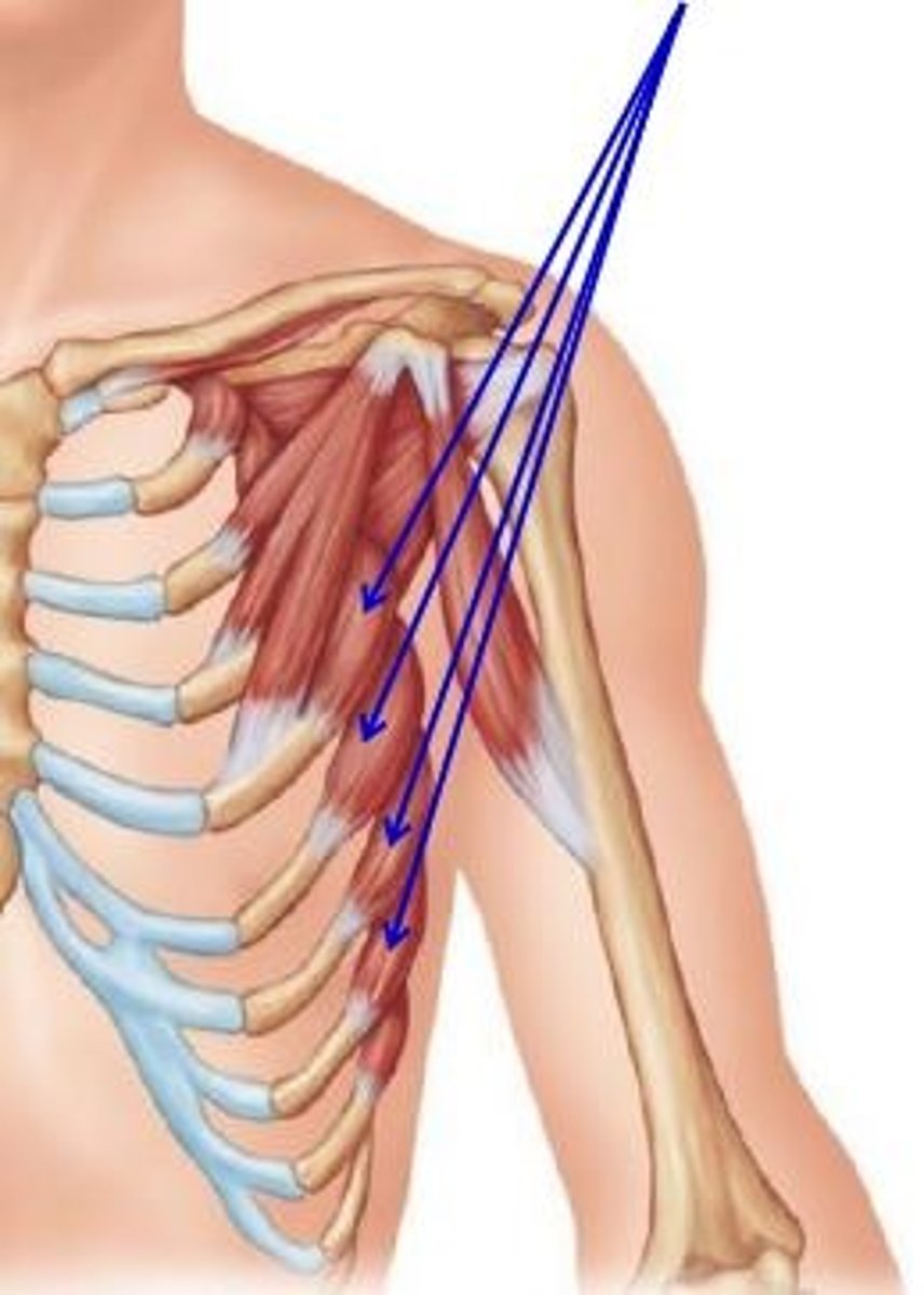 <p>pulls scapula anteriorly and downward</p>