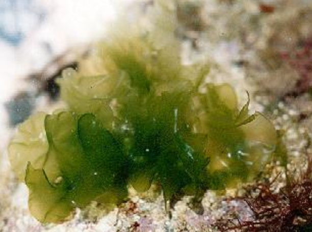 <p>What is another name for ulva?</p>