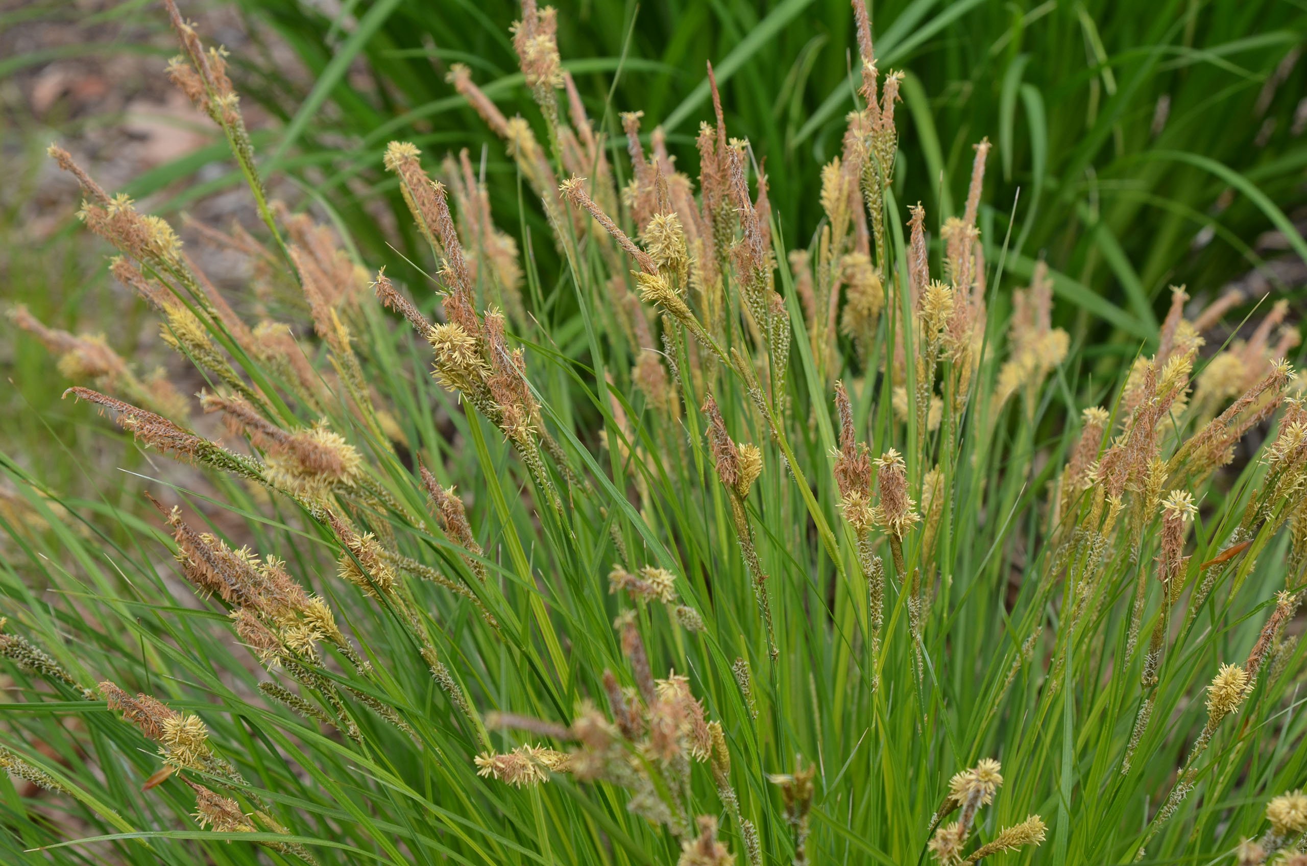 <p>Massive, structural “mounds“ or pedestals of grass, like foliage, rising directly out of standing water or deep mud</p>