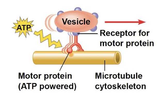 <ul><li><p>hollow dynamic rods constructed from tubulin, globular protein dimers</p></li><li><p>shape + support of cell</p></li><li><p>guide movement of organelles</p></li><li><p><strong>separate chromosomes during cell division</strong></p></li></ul><p></p>