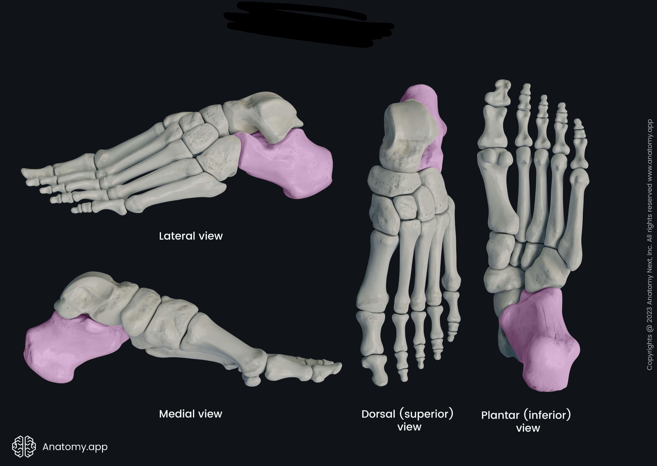 <p>Which bone is this?</p>