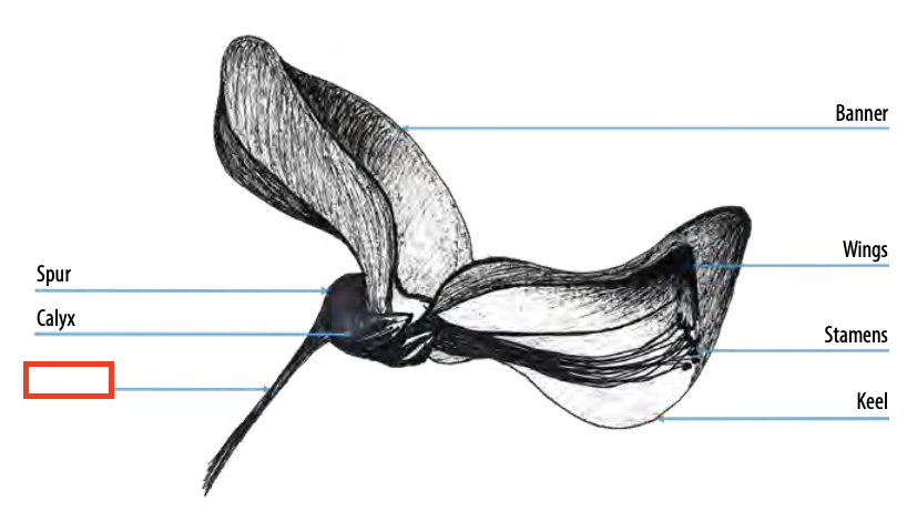 <ul><li><p>the stem of a single flower</p></li><li><p>If a flower has no stem it is said to be "sessile"</p></li></ul><p></p>