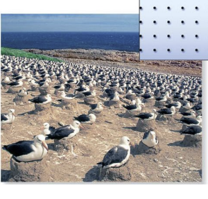 <p>evenly spaced pattern of dispersion and direct interactions between individuals </p>