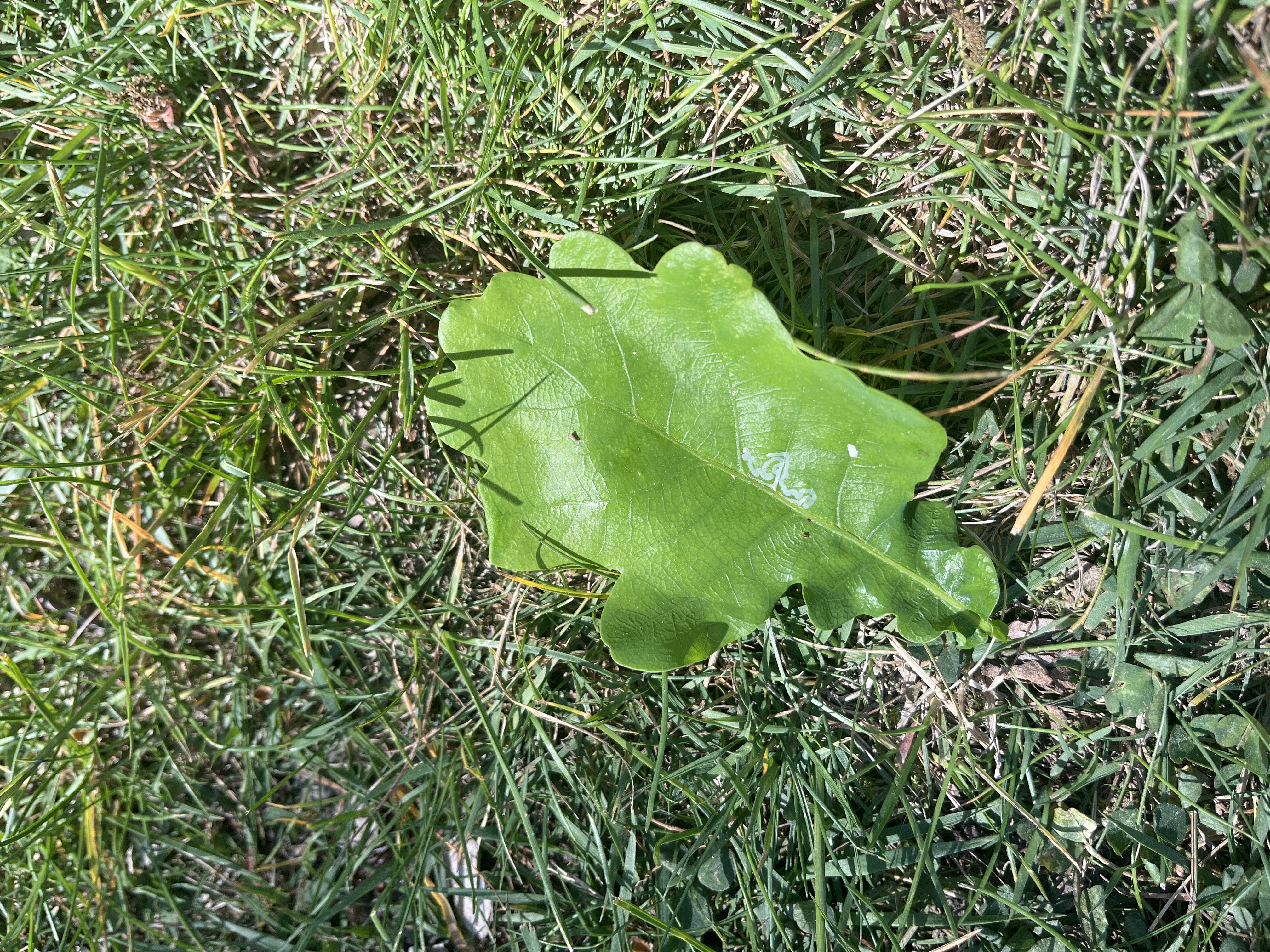 <p>Quercus robur </p>