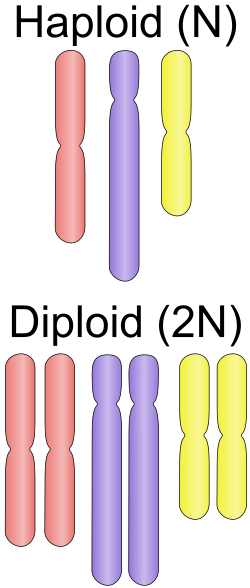 <p>having one set of every chromosome (default for germline cells/gametes)</p>