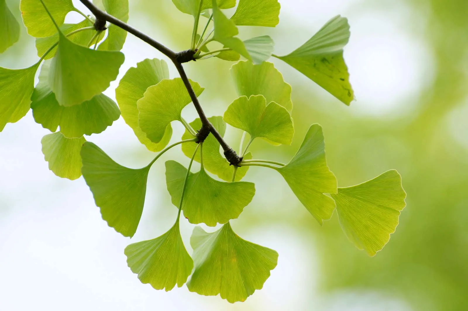 <ul><li><p>Only one species living is the ginko biloba (common ornamental and tolerant of pollution)</p></li><li><p>Fan-shaped elaves</p></li><li><p>Dioecious (plants are male or female) and have foul smelling female seeds so usually male seeds are planted</p></li><li><p>Ginkgos are wind pollinated and have flagellated sperm</p></li><li><p>Non-flowering seed plants that are gymnosperms </p></li></ul><p></p>