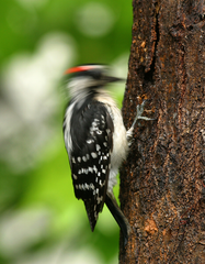 <p>The way in which an organism fits into an ecological community or ecosystem</p>