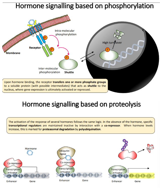 <ul><li><p><strong>membrane-associated receptors</strong> bind to the hormone and activate a signalling cascade mediated by <strong>phosphorylation</strong></p><ul><li><p>a <strong>shuttle </strong>protein is eventually <strong>phosphorylated</strong>, which <strong>activates/represses</strong> gene expression in the <strong>nucleus </strong>eg. <strong>cytokinins</strong></p></li></ul></li><li><p><strong>soluble receptors</strong> bind to the hormone and change their <strong>conformation </strong>and hence <strong>protein interactions</strong>, to cause a signalling cascade mediated by <strong>proteolysis</strong></p><ul><li><p>the hormone binds to and activates<strong> ubiquitin ligases</strong> (a <strong>proteasome</strong>), which <strong>polyubiquitinates </strong>a <strong>bound corepressor</strong>, tagging it for <strong>degradation </strong>so that the transcriptional <strong>regulator is unblocked</strong> and able to act eg. <strong>auxins</strong></p></li></ul></li></ul><p></p>