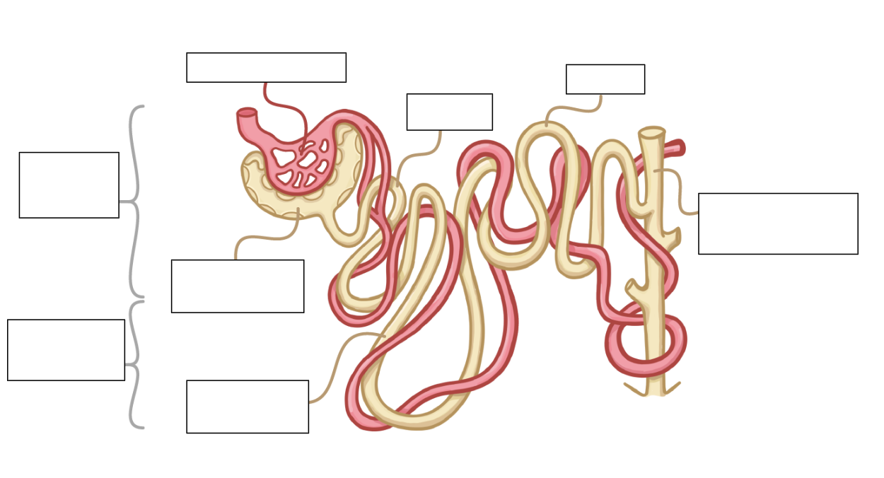 <p>can you label this diagram of a nephron? </p>