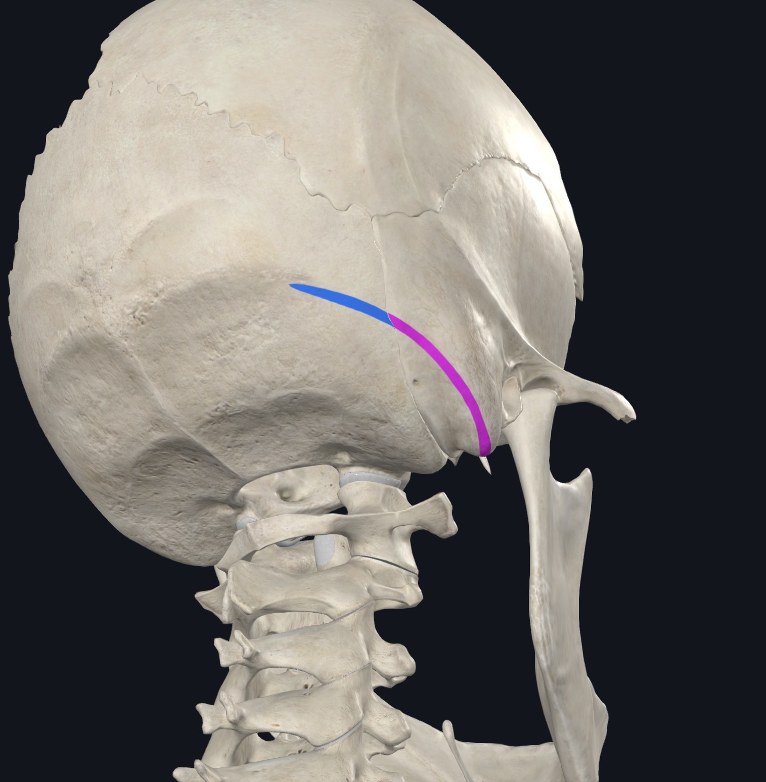 <p>Lateral surface of mastoid process of temporal bone and lateral half of superior nuchal line</p>