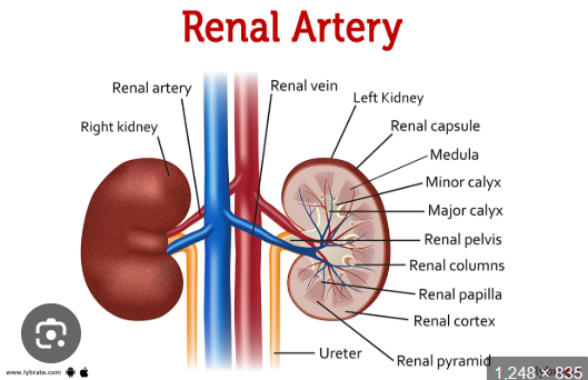 <p>Where does the right renal artery course toward?<br>→ Right renal hilum</p><p>From what aspect does the left renal artery arise?<br>→ Lateral or posterolateral aspect</p><p>Where does the left renal artery course toward?<br>→ Left renal hilum</p>