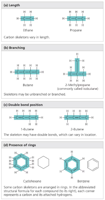 <p>Carbon Chains</p><ul><li><p><u>Vary in:</u></p><ul><li><p><em>Length</em></p></li><li><p><em>Arrangement:</em> straight, branched, and cyclic</p></li></ul></li></ul><p></p>