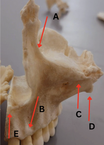 <p>whats e</p>
