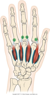<p>dorsal interossei description and movements</p>
