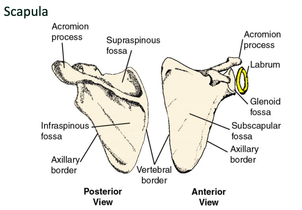 <p>Acromion process</p><p>Infraglenoid tubercle </p><p>Supraglenoid fossa</p><p>Coracoid process</p><p>Glenoid fossa</p><p>Glenoid labrum</p><p>Supraspinous fossa</p><p>Infrasinous fossa</p><p>Axillary border</p><p>Subscapular fossa </p>