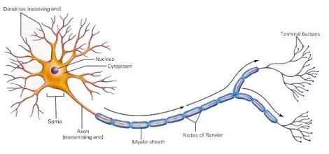 <ul><li><p>The neuron receives nerve impulses through its dendrites. It then send the nerve impulse through its axon to the terminal buttons where neurotransmitters are released to stimulate other neurons.</p></li><li><p>The neuron communicates electrochemically </p></li><li><p>It converts chemical energy to electrical energy to chemical energy </p></li></ul><p></p><p></p>