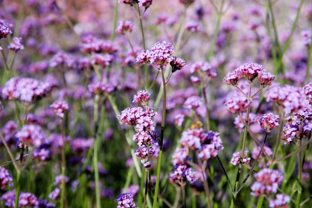 <p><em>Verbena bonariensis </em>light preference</p>