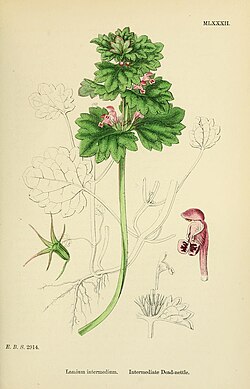 <p>Taubnessel</p>