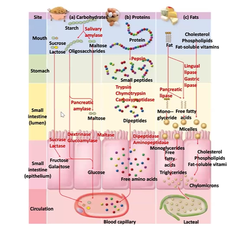 <p><span>Describe the absorption of nutrients (simple sugars, amino acids, long and shortchain fatty acids) in the small intestine</span></p>