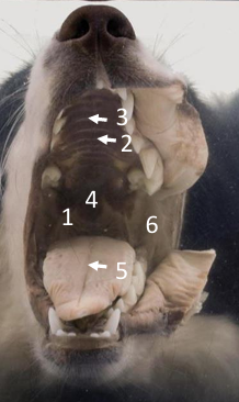 term image