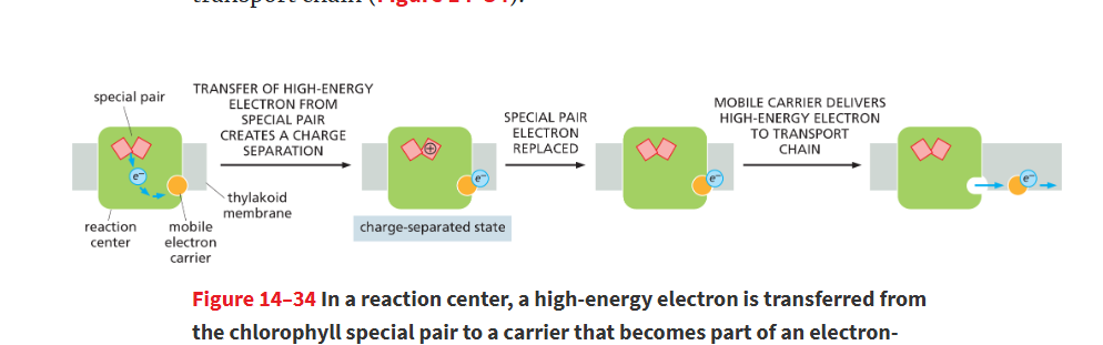 <p>happens when a high-energy electron is passed from chlorophyll to an electron carrier. The chlorophyll special pair becomes positively charged, and electron carrier becomes negative</p><ul><li><p>electron must be replaced</p></li></ul><p></p>