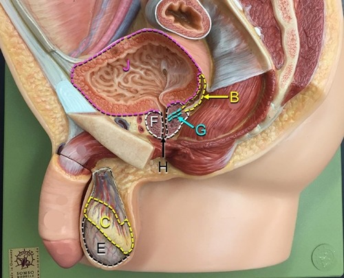 <p>G</p>