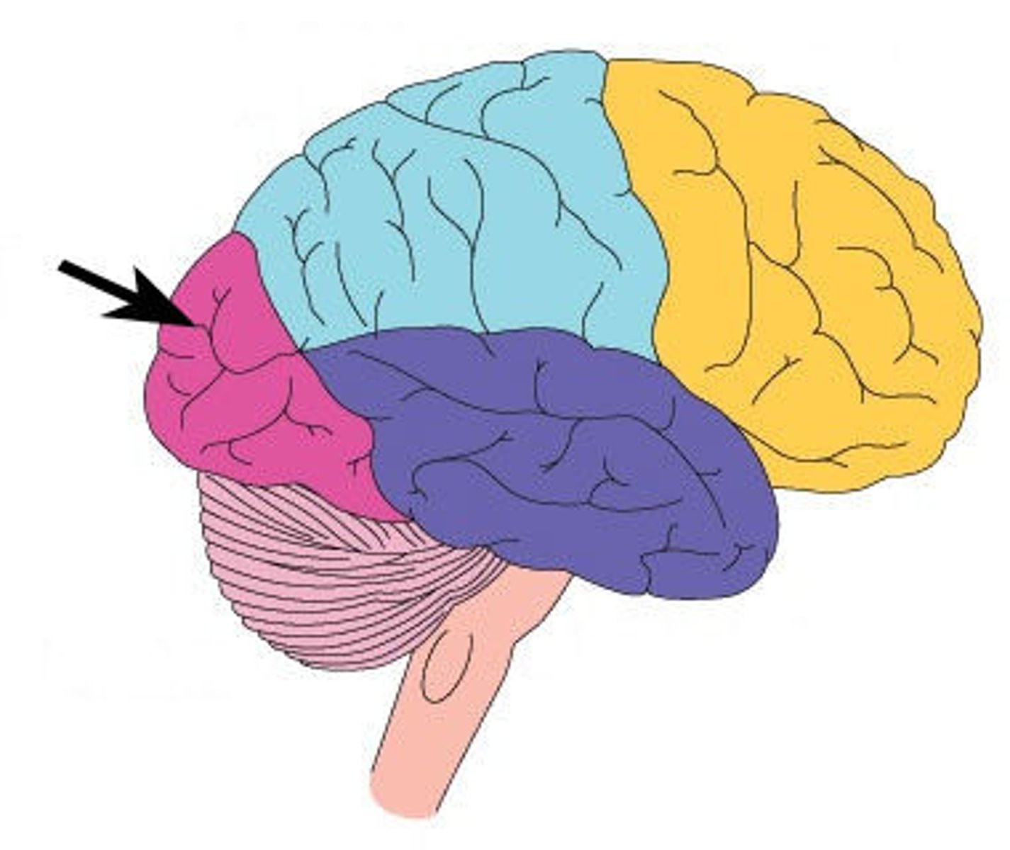 <p>Occiptal lobe</p>